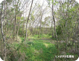 写真 ヒメボタル生息地