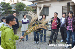 写真 外来種と在来種の説明