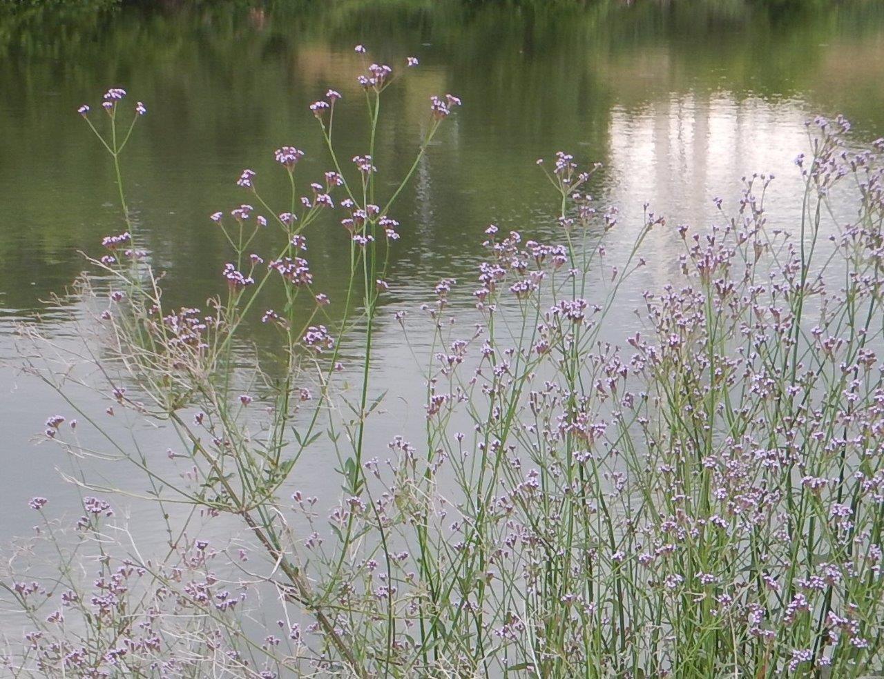 アレチハナガサ（夏季の花の様子）