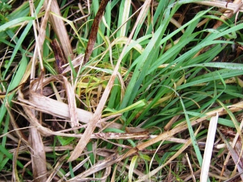 活動中に見つかったカヤネズミの巣