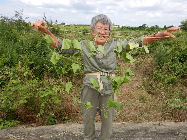 これがアレチウリです