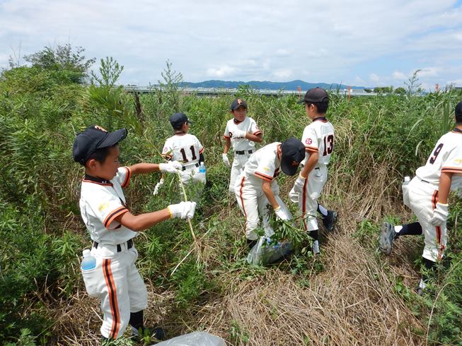 外来種駆除作業