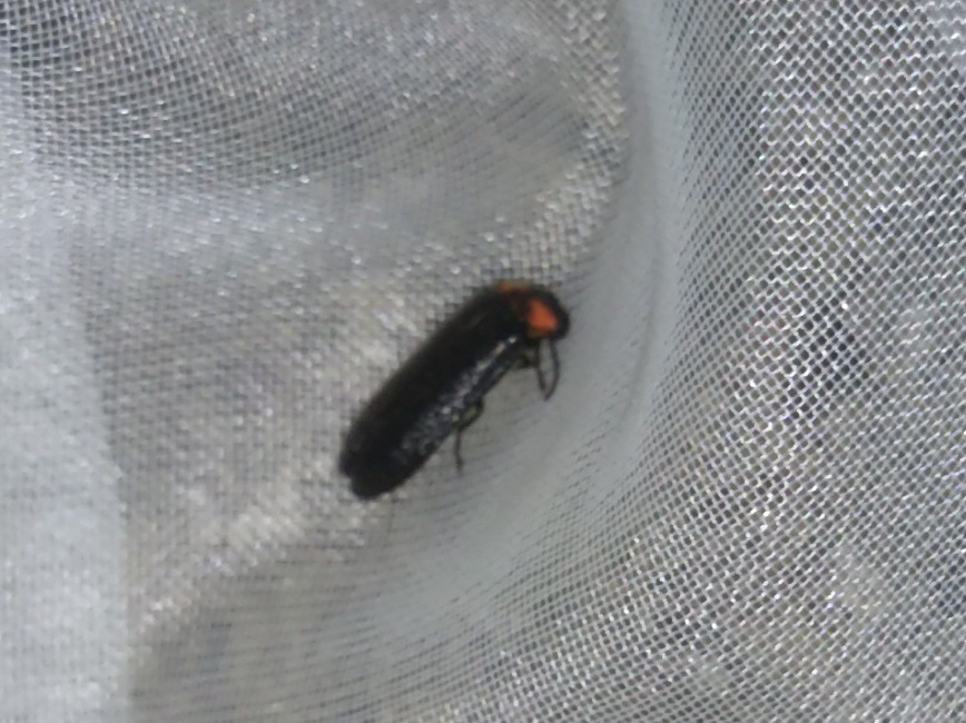 ヒメボタルをそっと観察