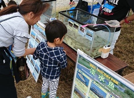 藻川の魚たちの観察