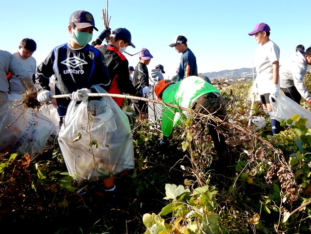外来植物の駆除作業①