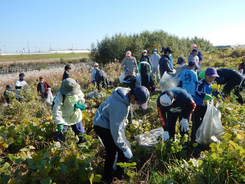 外来植物の駆除作業②