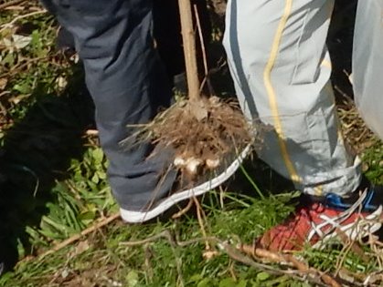 キクイモの根（芋）