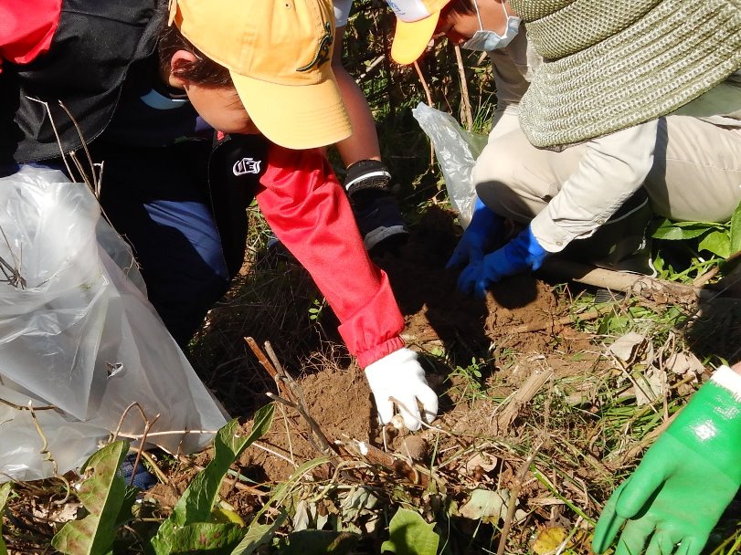 キクイモ堀りの様子