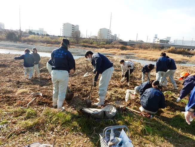 キクイモを掘る生徒の皆さん