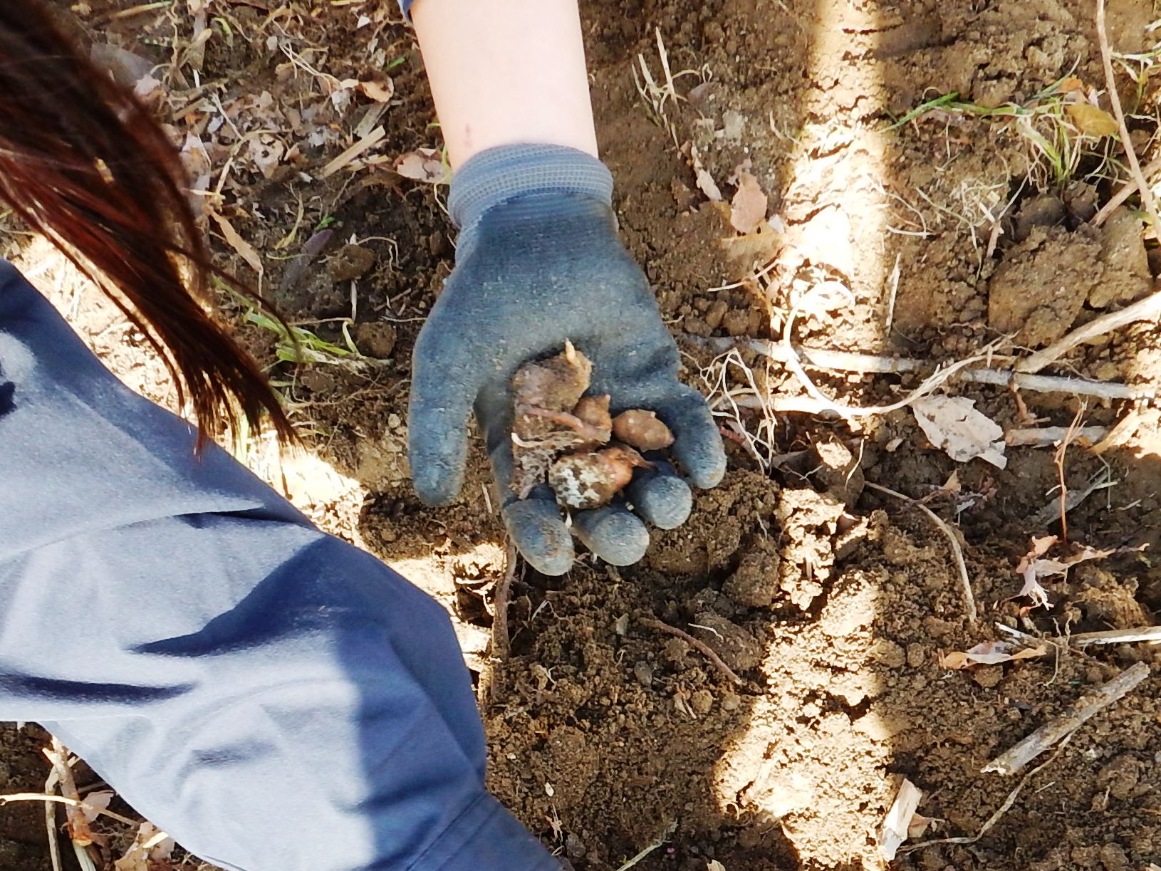 掘り取ったキクイモ
