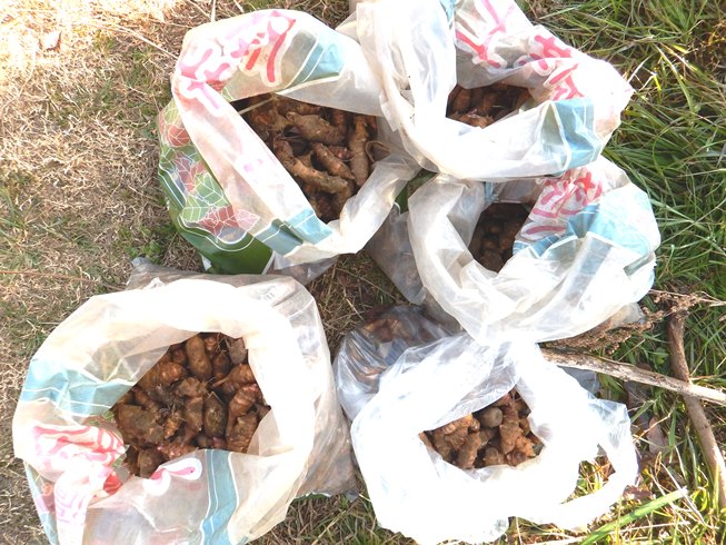 掘り取ったキクイモ総量