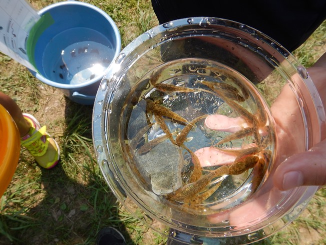 魚がたくさん！