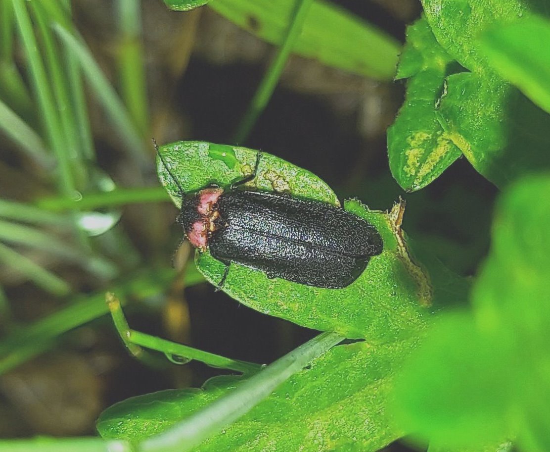 確認されたヒメボタル（オス）