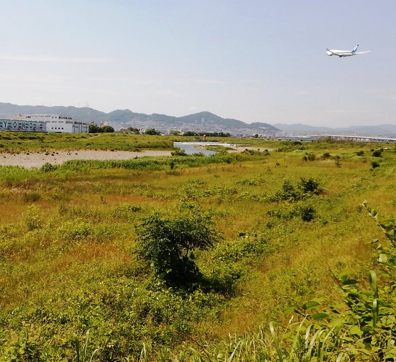 ヒメボタルが多く確認された場所