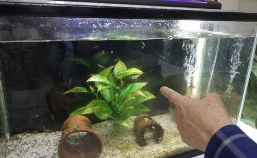 水槽で飼育されている魚やエビ