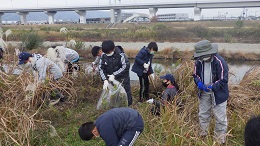 セイタカアワダチソウの駆除活動