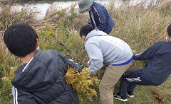 セイタカアワダチソウの駆除活動