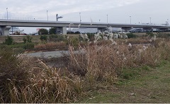 駆除活動後の状況