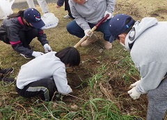 キクイモ堀の駆除活動
