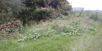 駆除前の状態（アレチウリが繁茂）