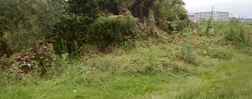 駆除活動後（アレチウリを駆除し、在来植生に）