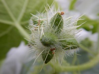 アレチウリの種