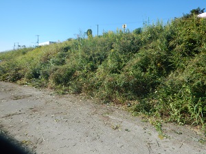 駆除活動後の状況