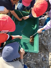 猪名川の生き物の生体展示