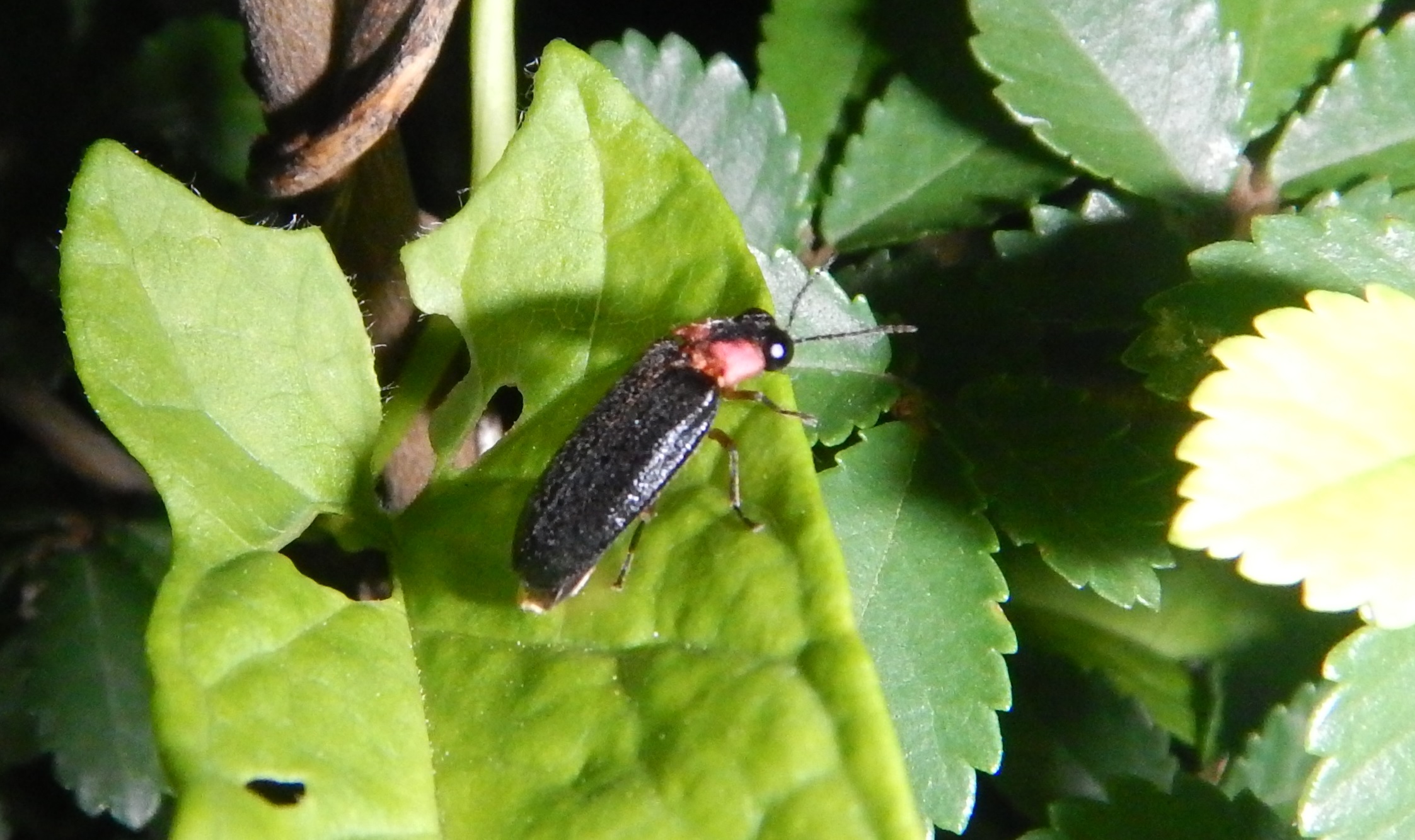 確認したヒメボタル