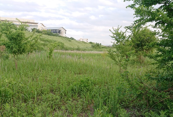 ヒメボタルが多く生息する場所