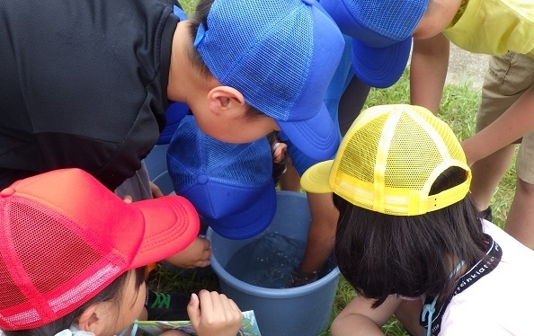 採った生き物の観察