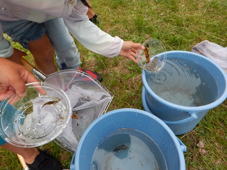採った生き物の種類を分類