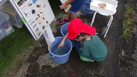 採った生き物の種類を分類
