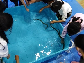 生き物に触れる生体展示