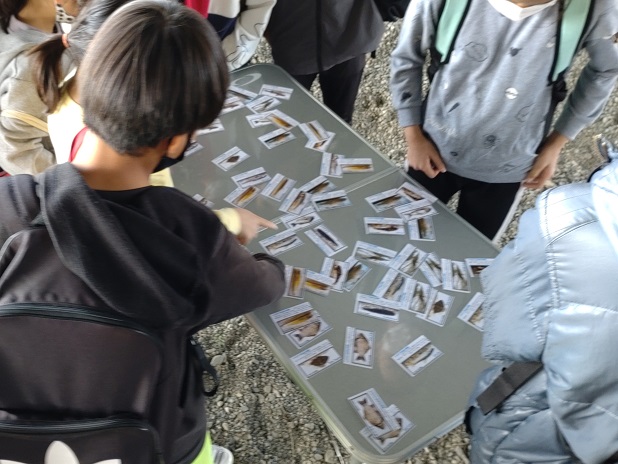 お気に入りの魚カード選び