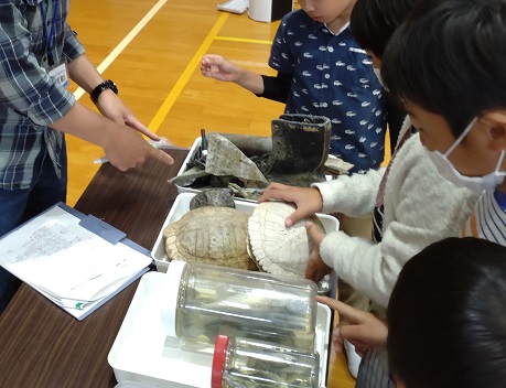 生き物に触れる生体展示