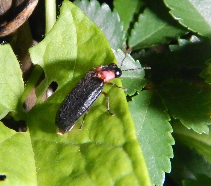 ヒメボタル(オス)