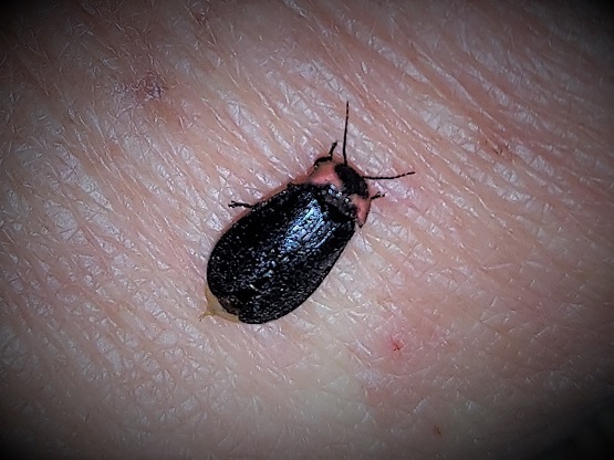 ヒメボタル(メス)