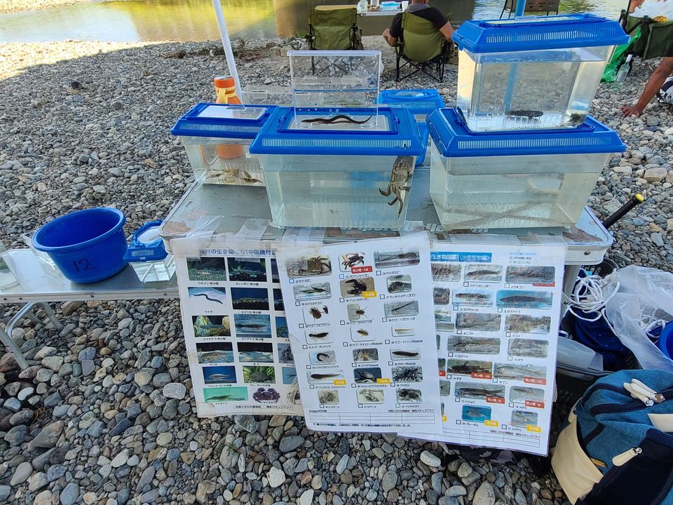 藻川の生き物の観察