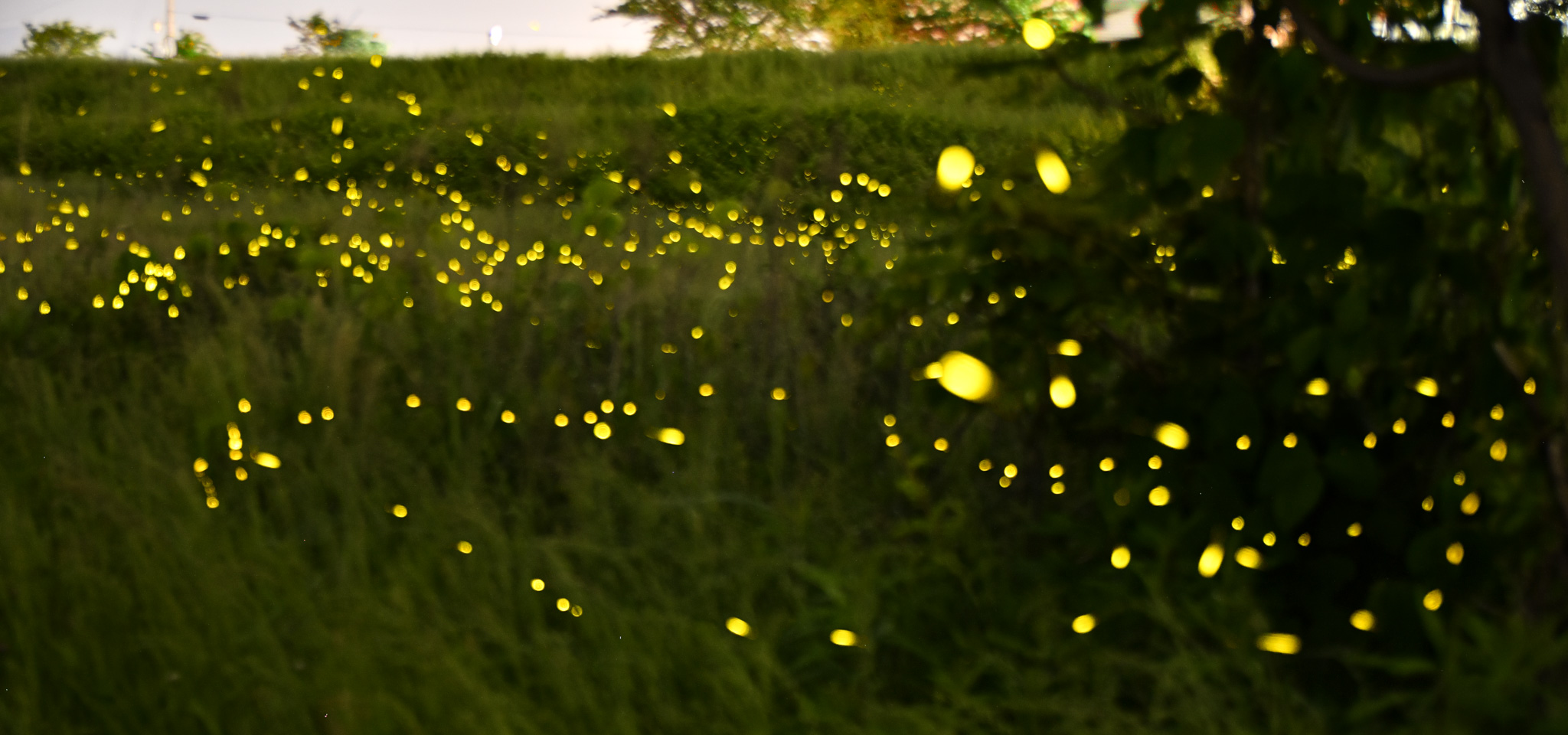 ヒメボタルの発光の様子