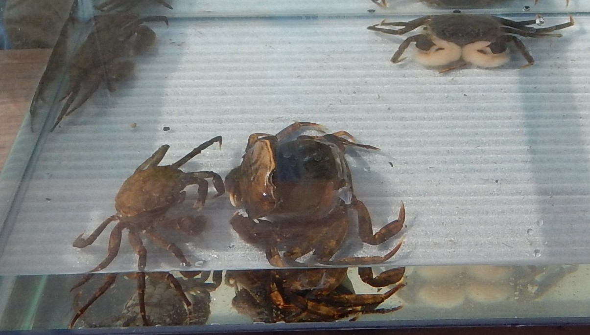 \モクズガニ脱皮中！