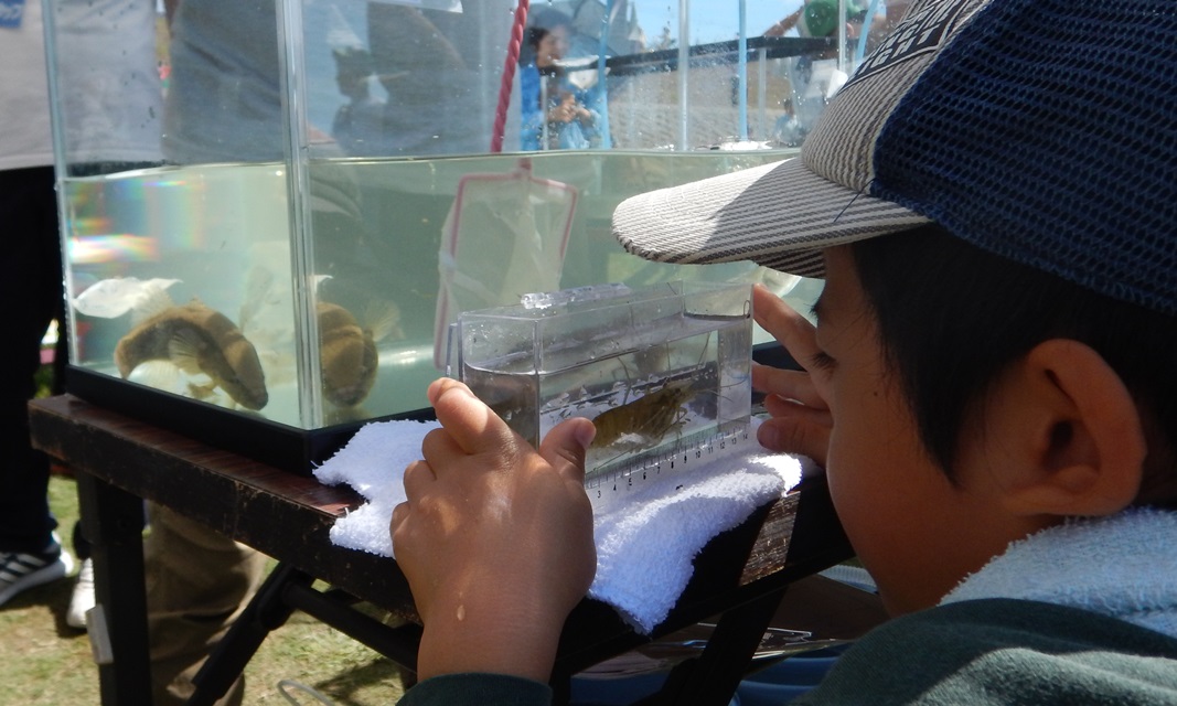 \この魚はなんて種類だろう？