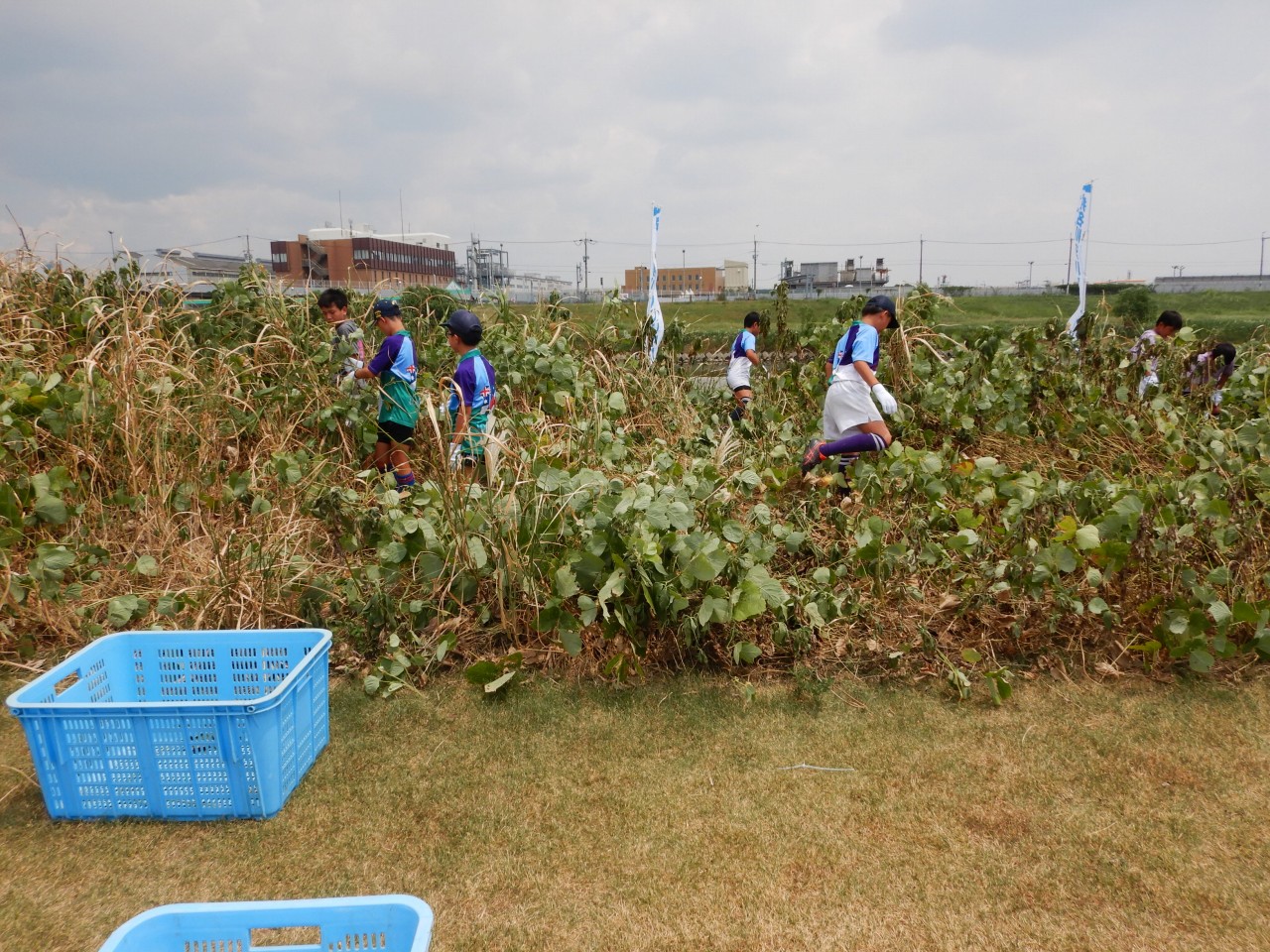 外来種駆除作業中
