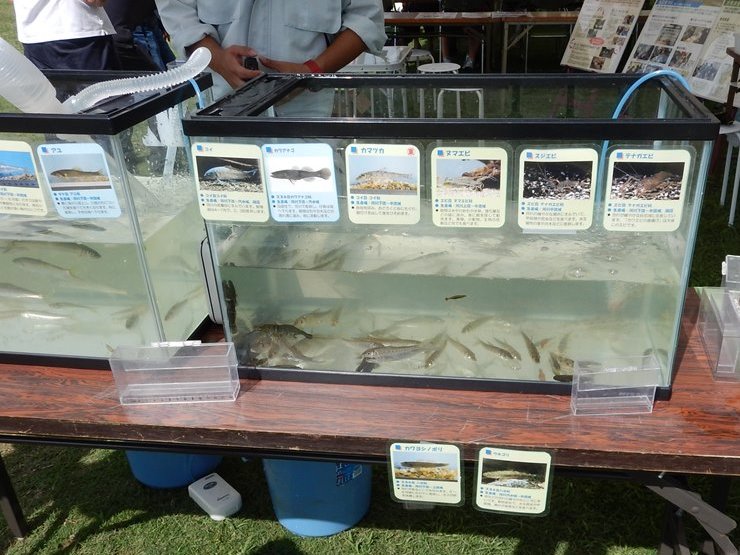 水生生物の水槽展示