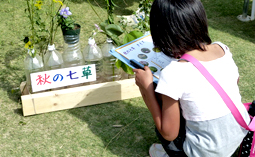 カワラナデシコ・秋の七草クイズ