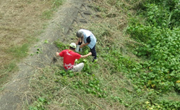 アレチウリが広がっています・・